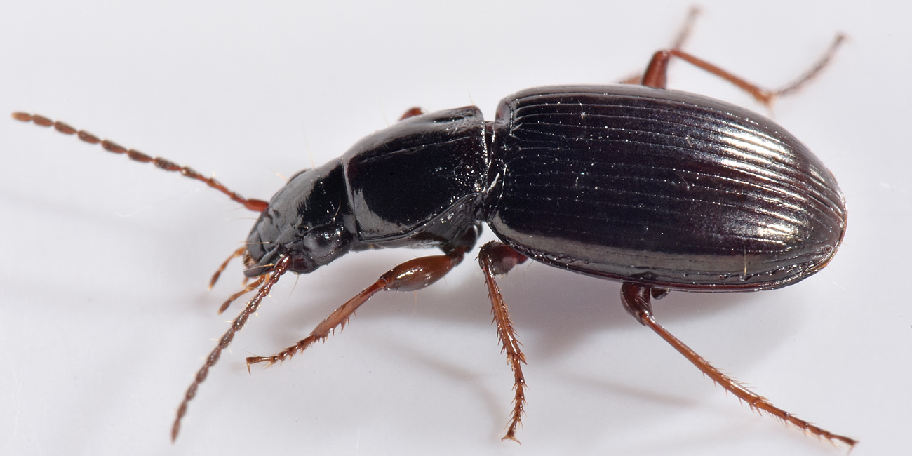 Carabidae da id.: Pterostichus strenuus